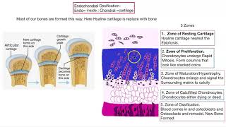 Osteogenesis Bone formation [upl. by Asseral487]