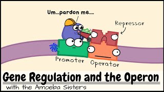 Gene Regulation and the Operon [upl. by Kcered]