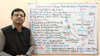 Diabetes Mellitus Part10 Mechanism of Action of Sulfonylurease  Antidiabetic Drugs  Diabetes [upl. by Lidstone712]