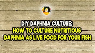 DIY Daphnia Culture How to Culture Nutritious Daphnia as Live Food for Your Fish [upl. by Ilenay]