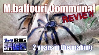 M balfouri Communal Review and FAQ [upl. by Aihseket]