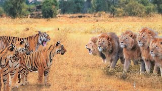 When Tigers And Lions Face Each Other [upl. by Aihgn36]