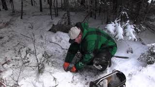 how to trap coyotes in the snow [upl. by Allisan]