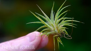 How Air Plants Grow Without Soil  The New Yorker [upl. by Ahsaeit]