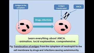 Neutrophils in Inflammation and Autoimmunity [upl. by Kial]