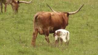 Cattle Ranching  Americas Heartland Episode 917 [upl. by Lleirbag426]