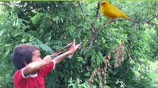 He is Amazing to Use SlingshotBoy Shot Many bird Near His VillageSlingshot Shooting [upl. by Coppins]