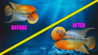 How I cured my fish from swim bladder  Moby the Flowerhorn [upl. by Lavina]