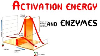 Activation energy and Enzymes Animation [upl. by Retse]