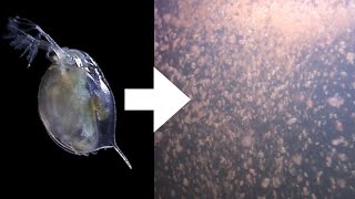 How I Culture Daphnia [upl. by Fisk]