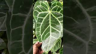 Anthurium Magnificum X Crystalinum hybrid  Irredescent Foliage Under Sunlight [upl. by Aidualc158]