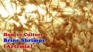 How to Culture Brine Shrimp  Artemia [upl. by Ahseik]