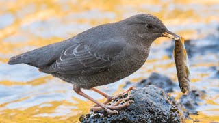 Dippers  A Most Unique Bird [upl. by Herodias]