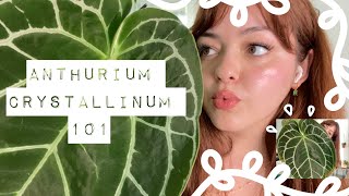 Anthurium crystallinum 101  Care Tips [upl. by Noruq]