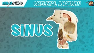 Sinus Skull Anatomy [upl. by Enirhtac551]