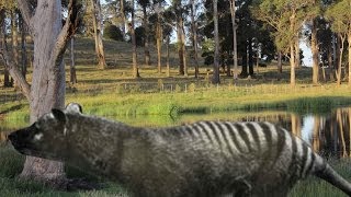 Tasmanian tiger remains discovered in northern Tasmania thylacine [upl. by Garneau]