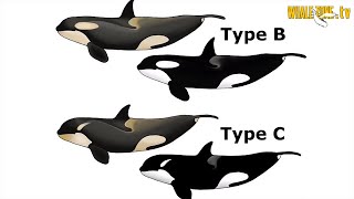 Ecotypes of Killer Whales orcas  WHALEZONETV S3E3 [upl. by Marcie]