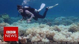 Great Barrier Reef 23 damaged in unprecedented bleaching  BBC News [upl. by Decato]