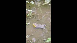 Capital Naturalist Bull Frog Challenge and Mating Call [upl. by Ellenaej]