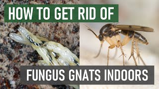 How To Stop Fungus Gnats From Breeding amp Spreading Indoors 4 Easy Steps [upl. by Shelli]