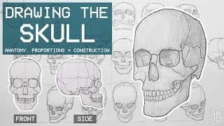 Drawing The SKULL  Anatomy Proportions amp Construction  Anatomy 1 [upl. by Juliana]