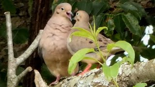 Mourning dove call  coo  sounds  Bird [upl. by Wrand]