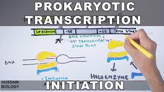 Prokaryotic Transcription Initiation and Elongation [upl. by Elleryt612]