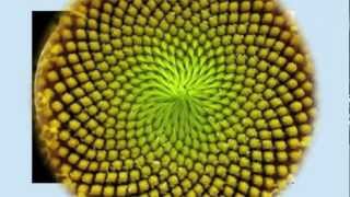 Fibonacci Numbers Numbers in Nature [upl. by Ainesell]