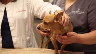 How to administer subcutaneous injections to your pet [upl. by Leira]