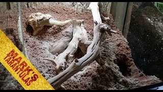 Monocentropus Balfouri Communal Enclosure Setup [upl. by Heddi]