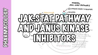 JAK Janus Kinase Pathway Inhibitor Tofacitinib  pharmacology mechanism of action side effects [upl. by Stroud]