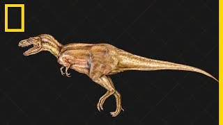 Tout comprendre sur  lévolution des dinosaures [upl. by Neil]