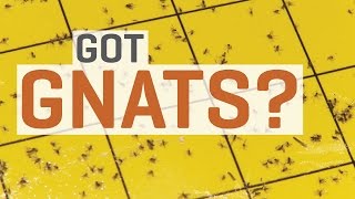 Fungus Gnats  How To Get Rid of Them [upl. by Mccormick77]