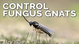 Foolproof Fungus Gnat Prevention and Control [upl. by Hsakaa]