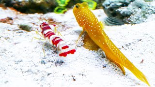 Yellow Watchman Goby and Candy Stripe Pistol Shrimp Pair [upl. by Ingaborg383]