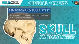 Skull Anatomy  With Labels Updated Version [upl. by Amyas]