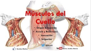 Anatomía  Músculos del Cuello Inserción Inervación Irrigación y Acción [upl. by Adil251]