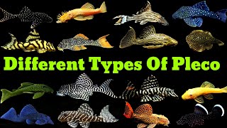 Pleco Fish Types  Different Types Of Pleco Fish [upl. by Gautea]