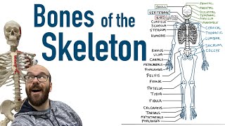 Bones of the Skeleton [upl. by Mathur]