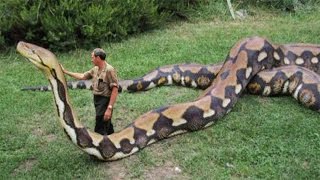 Worlds biggest snake found in Amazon river  Biggest python snake  Giant anaconda Largest snake [upl. by Lauder]