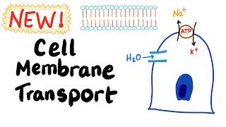 Introduction to Fluids and Hemodynamics [upl. by Tallu]