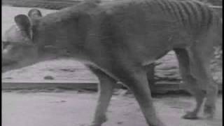 Historical thylacine Tasmanian Tiger film 5  Beaumaris Zoo Hobart 19 December 1933 [upl. by Yluj]