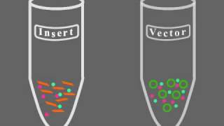 Key Steps of Molecular Cloning [upl. by Colville966]