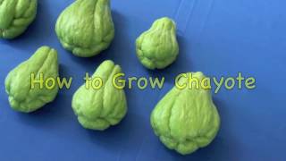 How to Grow Chayote [upl. by Yolanda]