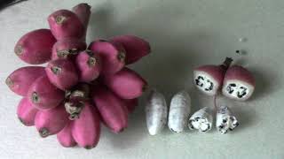 How To Save Lots Of Musa Velutina Banana Seeds  Pink Bananas [upl. by Marasco]