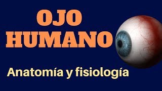 OJO HUMANO anatomía y fisiología [upl. by Anilatsyrc]