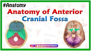 Anatomy of Anterior cranial Fossa [upl. by Ylyl]