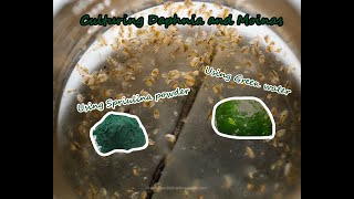 How To Culture Daphnia and Moinas using Green Water Spirulina powder [upl. by Acemaj]