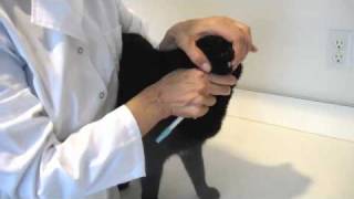 Giving Oral Medications to a Cat [upl. by Lipsey17]