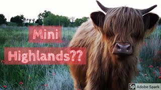 Are Mini Highland cows a thing [upl. by Pavlish]